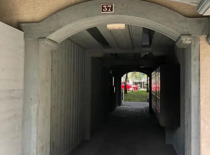 Grey Squirrel * Chamonix